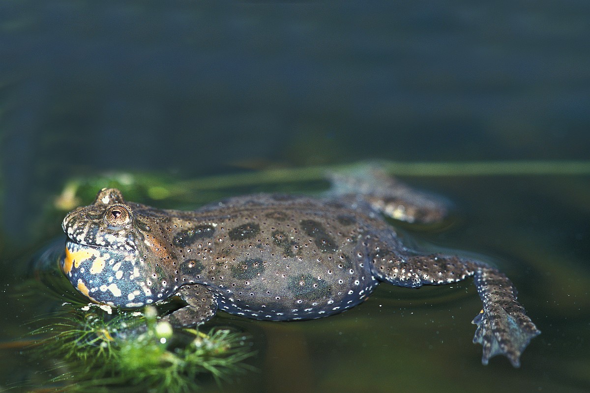 Bombina bombina, Firebellied Toad